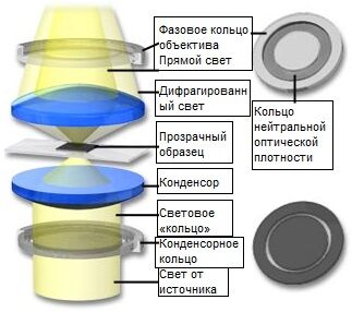 Ход лучей в фазовом контрасте