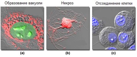 Эффекты клеточной фототоксичности, обусловленной синтетическими и генетическими флуорофорами
