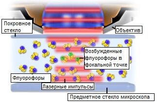 Возбуждение флуорофоров в многофотонной микроскопии