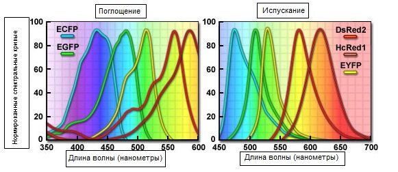 митоз флюоресценция что окрашено в зеленый цвет. Смотреть фото митоз флюоресценция что окрашено в зеленый цвет. Смотреть картинку митоз флюоресценция что окрашено в зеленый цвет. Картинка про митоз флюоресценция что окрашено в зеленый цвет. Фото митоз флюоресценция что окрашено в зеленый цвет