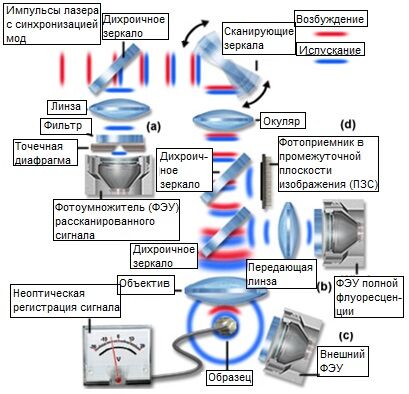 Конфигурации детектирования сигнала в многофотонной микроскопии