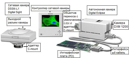 Цифровые ПЗС-камеры для оптической микроскопии