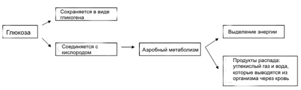Аэробный метаболизм Аэробный метаболизм