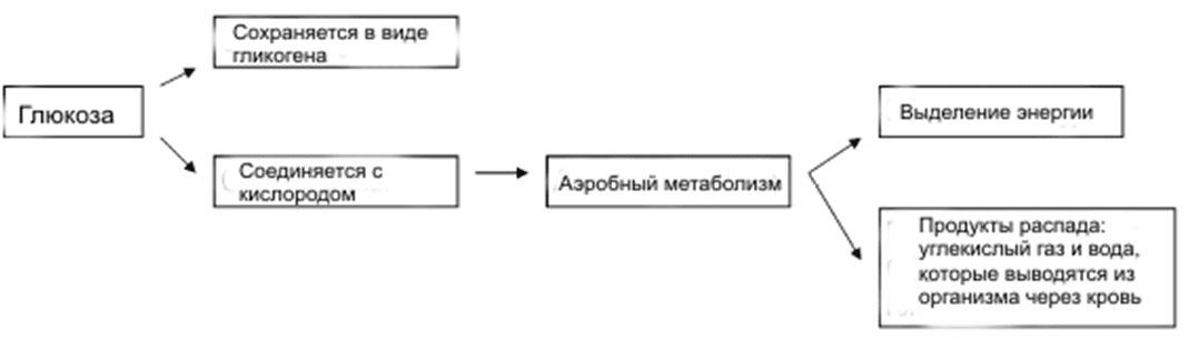 Анаэробный метаболизм Анаэробный метаболизм