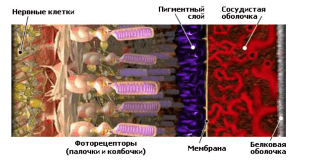Воздействие коротковолнового излучения на структуру глаза Безымянный11.png