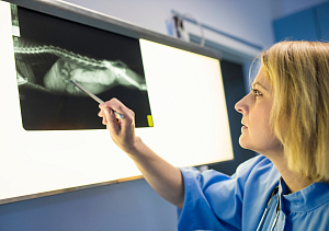 Ветеринария